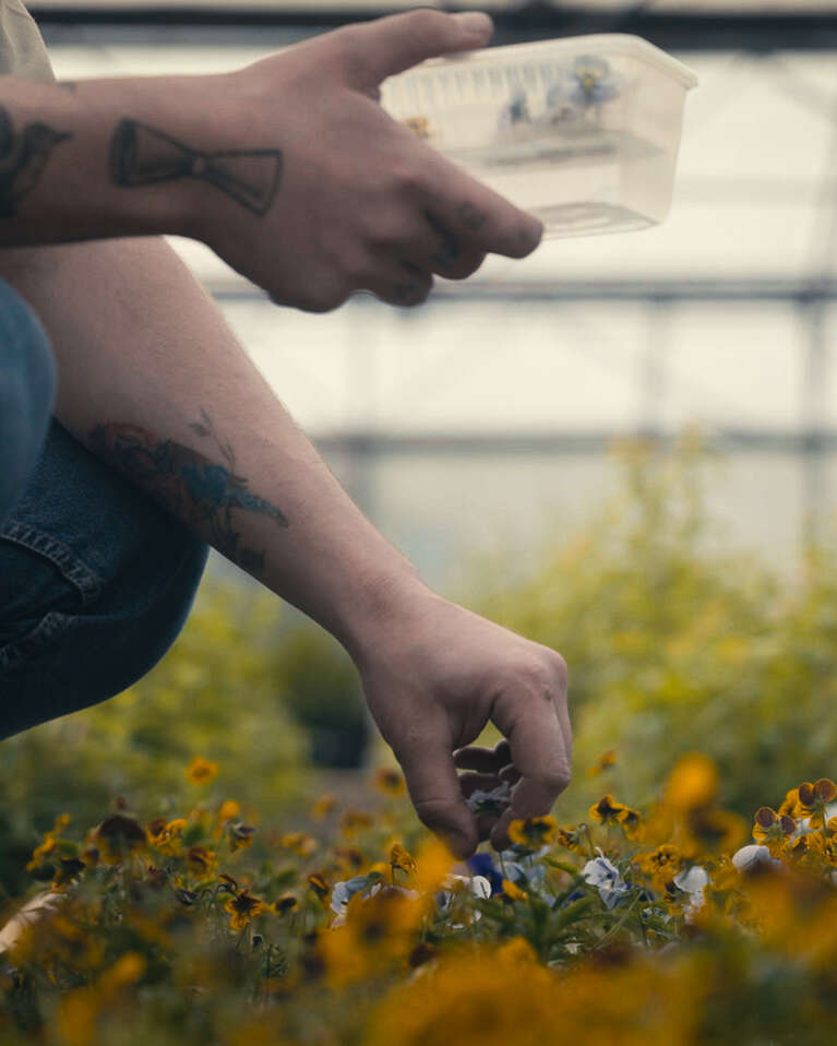 Gathering flowers