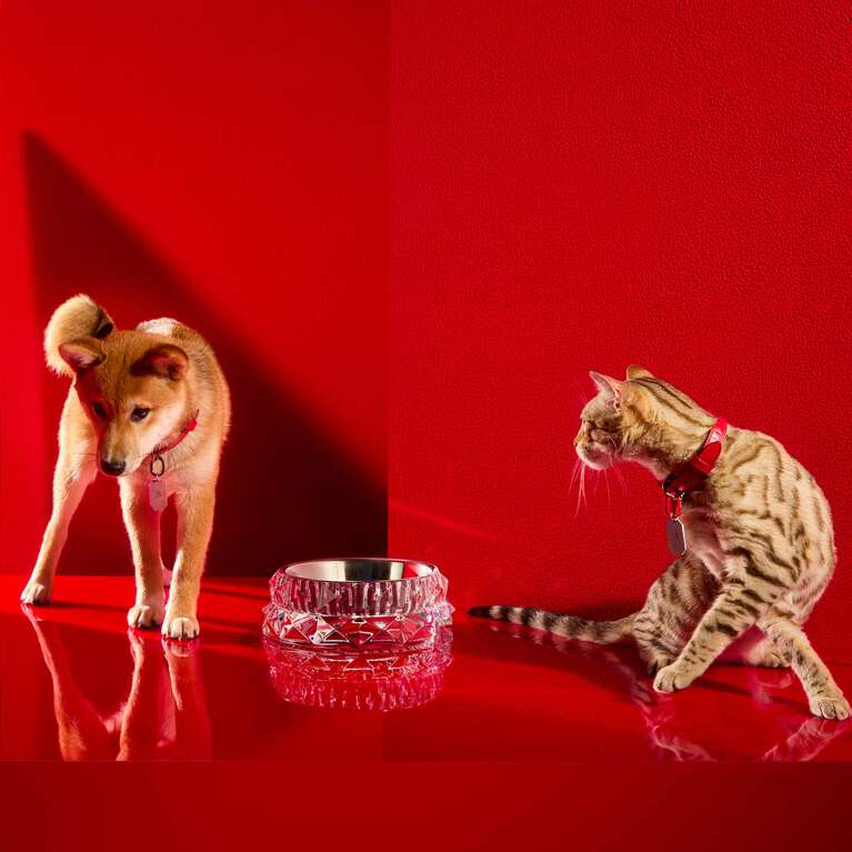 Dog and cat in a red room