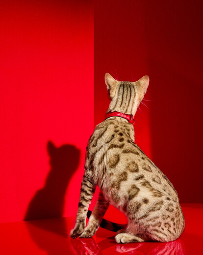 Cat wearing Louxor Red Allure Collar